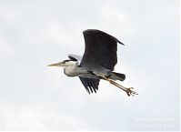 Vogel-Graureiher-fliegend-20120519-509.jpg