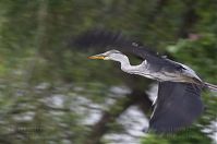 Vogel-Graureiher-fliegend-20120611-111.jpg
