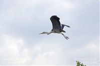 Vogel-Graureiher-fliegend-20120611-123.jpg