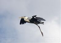 Dateiname=Vogel-Graureiher-fliegend-20120704-0014.jpg
Dateigröße=94KB
Abmessungen: 880x623
hinzugefügt am: 06. Januar 2016 Vogel-Graureiher-fliegend-20120704-0014.jpg