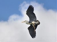 Vogel-Graureiher-fliegend-20120704-0015.jpg