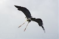 Dateiname=Vogel-Graureiher-fliegend-20120704-0016.jpg
Dateigröße=74KB
Abmessungen: 880x587
hinzugefügt am: 06. Januar 2016 Vogel-Graureiher-fliegend-20120704-0016.jpg