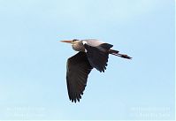 Vogel-Graureiher-fliegend-20130516-105.jpg
