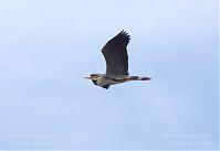 Vogel-Graureiher-fliegend-20130516-106.jpg