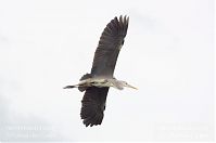 Vogel-Graureiher-fliegend-20130516-108.jpg