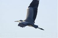 Dateiname=Vogel-Graureiher-fliegend-20130723-111.jpg
Dateigröße=58KB
Abmessungen: 880x584
hinzugefügt am: 06. Januar 2016 Vogel-Graureiher-fliegend-20130723-111.jpg