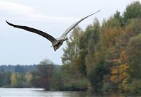 Vogel-Graureiher-fliegend-20131020-001a.jpg