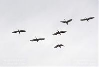 Vogel-Graureiher-fliegend-20131026-141.jpg