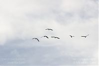 Vogel-Graureiher-fliegend-20131026-143.jpg
