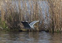 Vogel-Graureiher-fliegend-20140412-118.jpg
