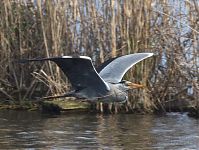 Vogel-Graureiher-fliegend-20140412-118a.jpg