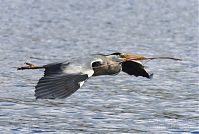 Vogel-Graureiher-fliegend-20140412-122.jpg