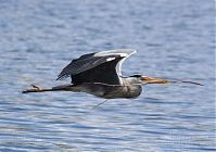 Vogel-Graureiher-fliegend-20140412-123a.jpg