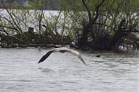 Dateiname=Vogel-Graureiher-fliegend-20140412-125.jpg
Dateigröße=223KB
Abmessungen: 880x584
hinzugefügt am: 06. Januar 2016 Vogel-Graureiher-fliegend-20140412-125.jpg
