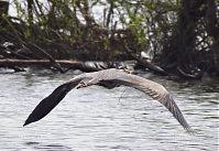 Dateiname=Vogel-Graureiher-fliegend-20140412-125a.jpg
Dateigröße=203KB
Abmessungen: 880x604
hinzugefügt am: 06. Januar 2016 Vogel-Graureiher-fliegend-20140412-125a.jpg