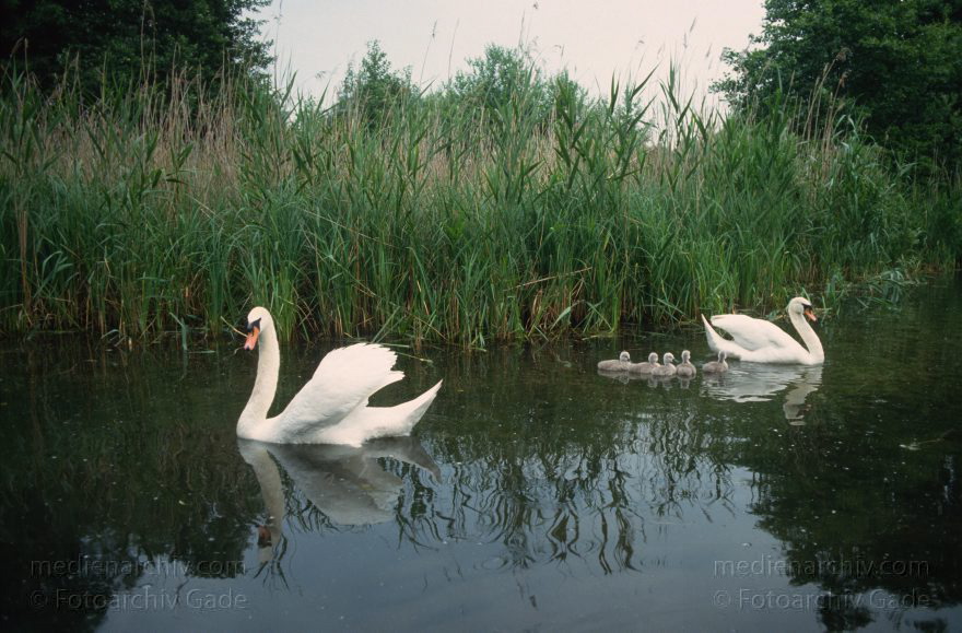 Mecklenburg-Vorpommern. Carwitz. Vogel. Schwan. Schwäne. See. Schilf
1993. Mecklenburg-Vorpommern. Carwitz. Fauna. Tiere. Vogel. Vögel. Schwan. Schwäne. See. Schilf
Schlüsselwörter: birds;Carwitz;Cygnini;Fauna;Mecklenburg-Vorpommern;Schwan;Schwäne;Tiere;Vogel;Vögel;1993