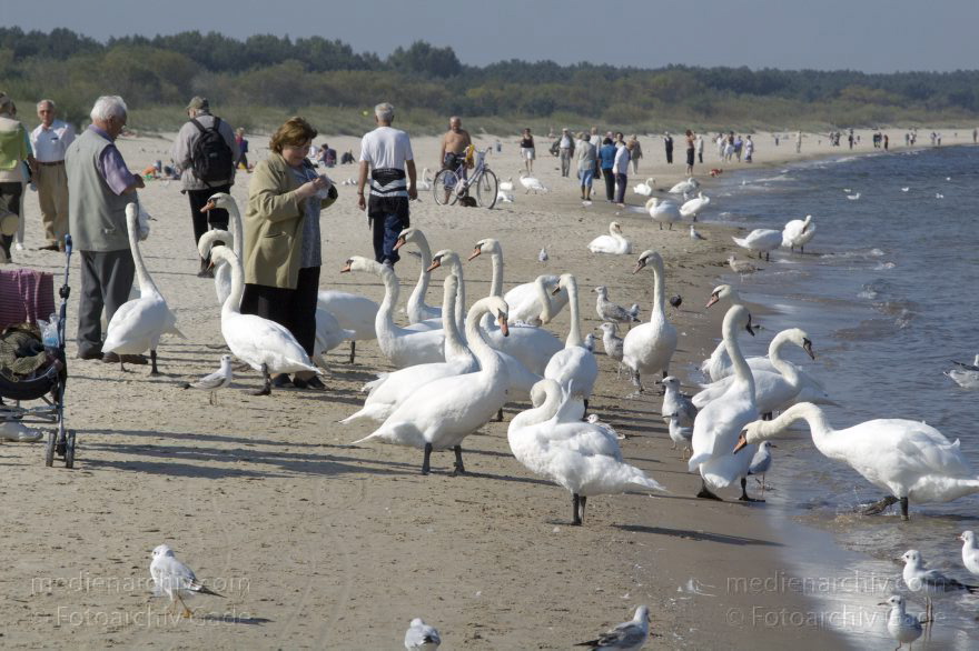 Polen. Insel Wolin. Ostseebad Swinemünde - Swinoujscie. Am Strand werden Schwäne gefüttert.
22. 9. 2005. Polen. Insel Wolin. Ostseebad Swinemünde. Swinoujscie. Am Strand werden Schwäne gefüttert. Ostsee. Meer. Vogel. Vögel. Tiere. Fauna
Schlüsselwörter: birds;Cygnini;Fauna;Ostsee;Polen;Schwan;Schwäne;Tiere;Vogel;Vögel;2005