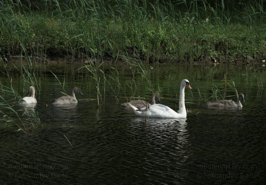 Brandenburg. Linum. Schwan. Schwäne. Küken.
19. 7. 2009. Brandenburg. Linum. Fauna. Tiere. Schwan. Schwäne. Küken. Schwimmende Schwäne auf einem Teich.
Schlüsselwörter: Cygnini;Fauna;Schwan;Schwäne;Tiere;Vogel;Vögel;birds