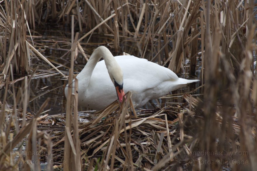 Mitte. Wedding. Rehberge. Plötzensee. Vogel. Schwan beim Nestbau. Schwäne (Cygnini) Entenvögel (Anatidae) Gans (Anser)
10. 3. 2012. Berlin. Mitte. Wedding. Rehberge. Plötzensee. Fauna. Tiere. Vogel. Vögel. Schwan beim Nestbau. Schwäne (Cygnini) Entenvögel (Anatidae) Gans (Anser)
Schlüsselwörter: Berlin;birds;Cygnini;Fauna;Rehberge;Tiere;Vogel;Vögel;Wedding;2012