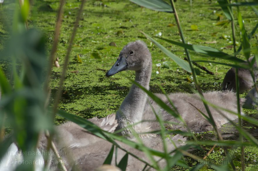 Brandenburg. Linum. Vogel. Schwanküken im Schilf
15. 7. 2012. Brandenburg. Linum. Fauna. Tiere. Vogel. Schwanküken im Schilf
Schlüsselwörter: birds;Brandenburg;Cygnini;Fauna;Küken;Schilf;Schwan;Tiere;Vogel;Vögel;2012