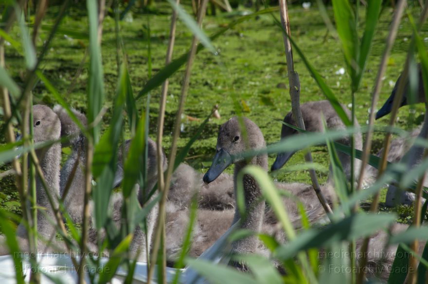 Brandenburg. Linum. Vogel. Schwanküken im Schilf
15. 7. 2012. Brandenburg. Linum. Fauna. Tiere. Vogel. Schwanküken im Schilf
Schlüsselwörter: birds;Brandenburg;Cygnini;Fauna;Küken;Schilf;Schwan;Tiere;Vogel;Vögel;2012