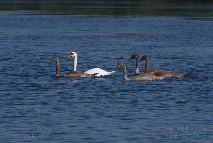 Brandenburg. Fluss Havel. Vogel. Schwan mit Jungen.
19. 8. 2012. Brandenburg. Fluss Havel. Fauna. Tiere. Vogel. Vögel. Schwan mit Jungen. Schwäne (Cygnini) Entenvögel (Anatidae) Gans (Anser)
Schlüsselwörter: birds;Brandenburg;Cygnini;Entenvögel;Fluss;Havel;Schwan;Schwäne;Vogel;Vögel;2012
