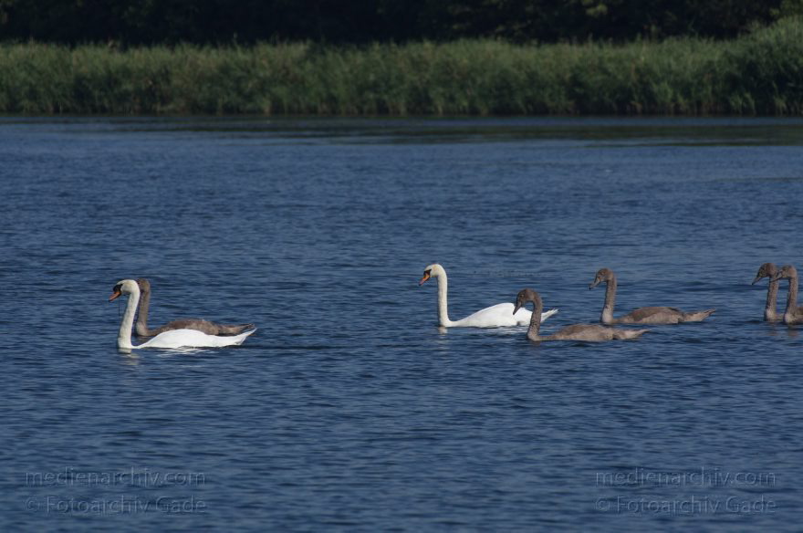 Brandenburg. Fluss Havel. Vogel. Schwan mit Jungen.
19. 8. 2012. Brandenburg. Fluss Havel. Fauna. Tiere. Vogel. Vögel. Schwan mit Jungen. Schwäne (Cygnini) Entenvögel (Anatidae) Gans (Anser)
Schlüsselwörter: birds;Brandenburg;Cygnini;Entenvögel;Fluss;Havel;Schwan;Schwäne;Vogel;Vögel;2012