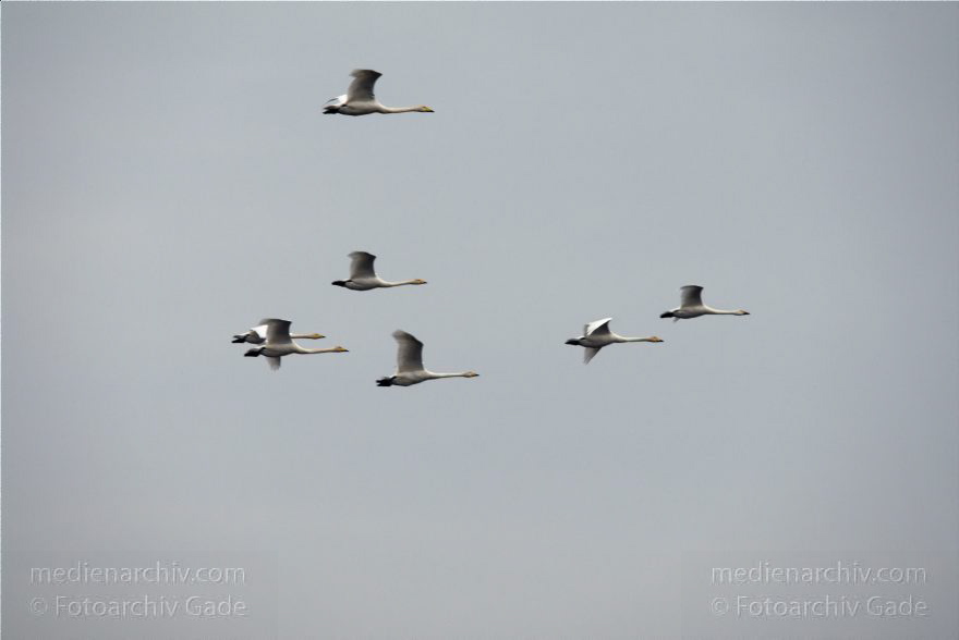 Brandenburg. Linum. Vogel. Fliegende Schwäne
1. 11. 2010. Brandenburg. Linum. Fauna. Tiere. Vogel. Vögel. Fliegende Schwäne. Schwan.
Schlüsselwörter: birds;Brandenburg;Cygnini;Fauna;Linum;Schwan;Schwäne;Tiere;Vogel;Vögel;2010