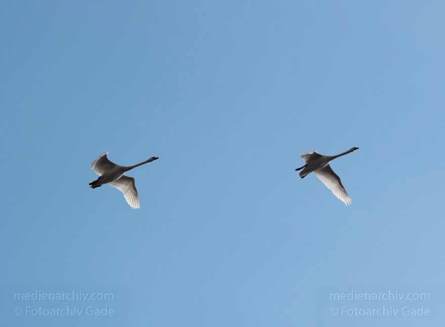 Berlin. Vogel. Schwan (Cygnini) Familie: Entenvögel (Anatidae) Fliegende Schwäne
26. 3. 2011. Berlin. Vogel. Vögel. Schwan (Cygnini) Familie: Entenvögel (Anatidae) Fliegende Schwäne
Schlüsselwörter: Berlin;birds;Cygnini;Schwan;Schwäne;Vogel;Vögel;2010