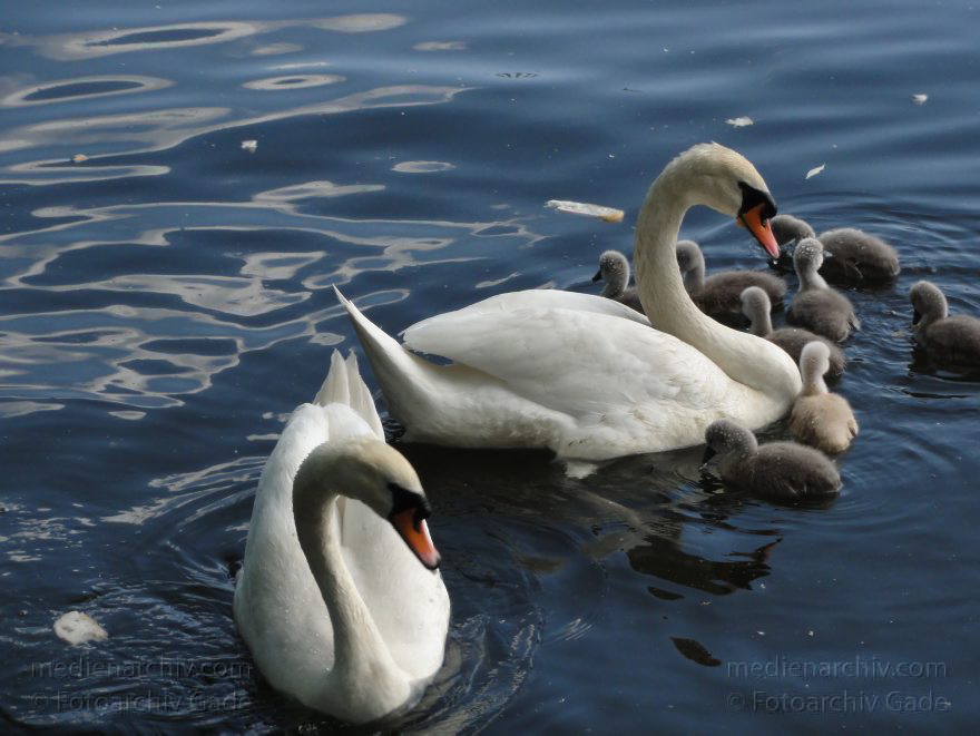 Berlin. Mitte. Nordhafen. Vogel. Schwan Schwäne mit Küken.
23. 5 2011. Berlin. Mitte. Nordhafen. Fauna Tiere Vogel Vögel. Schwan Schwäne (Cygnini). Entenvögel (Anatidae)  *** Local Caption *** Gänsevögel (Anseriformes) - Familie Gans Gänse (Anserinae)
Schlüsselwörter: Berlin;birds;Cygnini;Fauna;Schwan;Schwäne;Tiere;Vogel;Vögel;2011