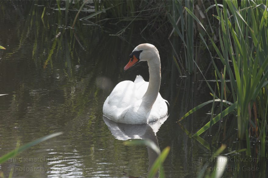 Brandenburg. Linum. Fauna. Vogel. Schwan
29. 5. 2011. Brandenburg. Linum. Fauna Tiere Vogel Vögel. schwimmender Schwan
Schlüsselwörter: birds;Cygnini;Fauna;Nest;Schwan;Schwäne;Tiere;Vogel;Vögel;2011