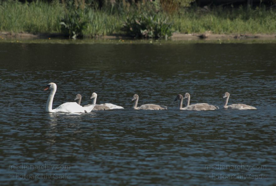 Berlin. Zehlendorf. Wannsee. Havel. Fauna Tiere. Vogel. Schwan Schwäne. Cygnini
27. 6. 2011. Berlin. Zehlendorf. Wannsee. Havel. Fauna Tiere. Vogel. Vögel. Schwan. Cygnini. Entenvögel. Anatidae. Schwäne mit Küken
Schlüsselwörter: Berlin;birds;Cygnini;Fauna;Havel;Küken;Schwan;Schwäne;Tiere;Vogel;Vögel;2011