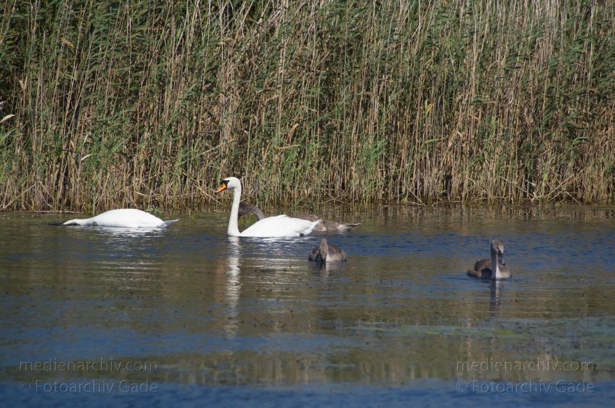 Brandenburg. Linum. Teiche. Vogel. Schwan, Schwäne, Küken
20. 8. 2011. Brandenburg. Linum. Teiche. Fauna. Tiere. Vogel. Vögel. Schwan, Schwäne, Küken
Schlüsselwörter: birds;Brandenburg;Cygnini;Fauna;Jungen;Küken;Linum;Schwan;Schwäne;Teiche;Tiere;Vogel;Vögel;2011