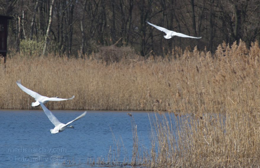 Brandenburg. Linum. Fliegende Schwäne
20. 4. 2013. Brandenburg. Linum. Fliegende Schwäne. Schwan. Cygnini. Vogel. Tiere. Fauna. Schilf. Teiche.
Schlüsselwörter: birds;Brandenburg;Cygnini;Linum;Schilfgürtel;Schwan;Schwäne;Teiche;Tiere;Vogel;Vögel;2013