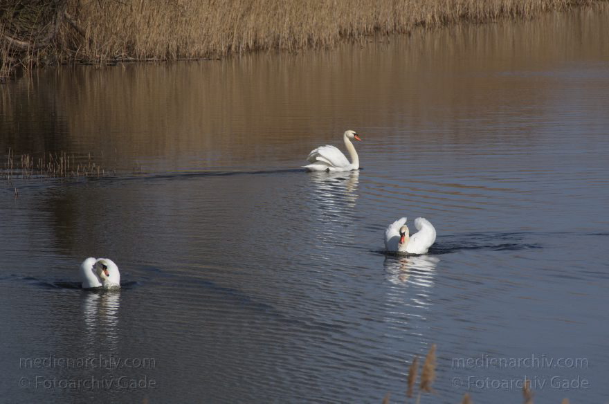 Brandenburg. Linum. Fauna - Tiere. Vogel - Vögel. Schwäne (Cygnini) Schwan
20. 4. 2013. Brandenburg. Linum. Fauna. Tiere. Vogel. Vögel. Schwäne (Cygnini) Schwan
Schlüsselwörter: birds;Brandenburg;Cygnini;Horst;Linum;Schwan;Schwäne;Vogel;Vögel;2013