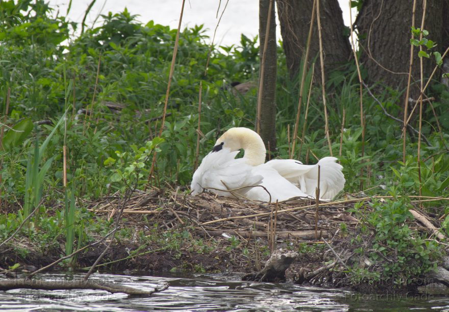 Brütender Schwan im Nest. Schwäne (Cygnini)
16. 5. 2013. Brandenburg. Hennigsdorf. Oder-Havel-Kanal. Fauna. Tiere. Vogel. Vögel. Brütender Schwan (Cygnus)  im Nest. Schwäne (Cygnini)
Schlüsselwörter: birds;Brandenburg;Cygnus;Fauna;Hennigsdorf;Nest;Oder-Havel-Kanal;Schwan;Schwäne;Tiere;Vogel;Vögel;2013