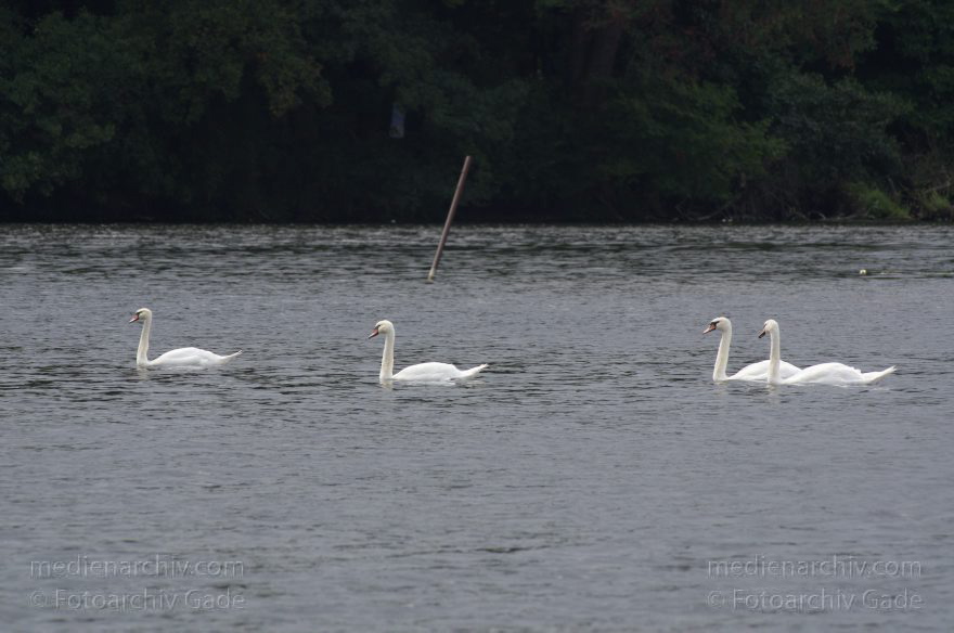 Berlin. Tegel. Tegeler See. Vogel. Schwan
20. 8. 2013. Berlin. Tegel. Tegeler See. Fauna. Tiere. Vogel. Vögel. Schwan. Schwäne
Schlüsselwörter: Berlin;Fauna;Schwan;Schwäne;Tegel;Tegeler See;Tiere;Vogel;2013;Vögel