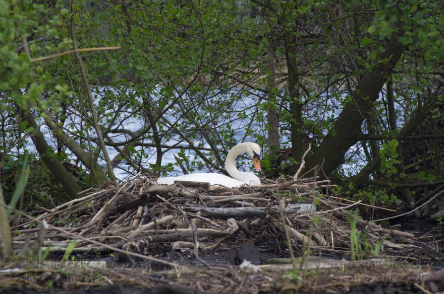 Vogel. Brütender Schwan im Nest
27. 4. 2014. Brandenburg. Hennigsdorf. Havel. Fauna. Tiere. Vogel. Vögel. Schwäne (Cygnini) Brütender Schwan im Nest
Schlüsselwörter: Brandenburg;brüten;Cygnini;Fauna;Hennigsdorf;Nest;Schwan;Tiere;Vogel;2014;Vögel
