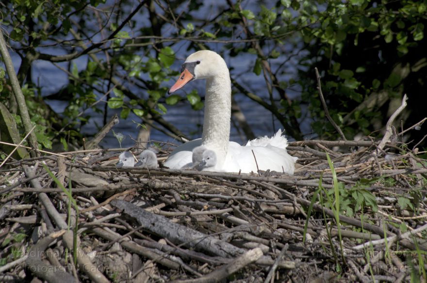 Schwan mit Küken im Nest. (Cygnini)
15. 5. 2014. Brandenburg. Hennigsdorf. Havel. Fauna. Tiere. Vogel. Vögel. Schwan mit Küken im Nest. (Cygnini)
Schlüsselwörter: Brandenburg;Cygnini;Fauna;Hennigsdorf;Küken;Nest;Schwan;Tiere;Vogel;2014;Vögel