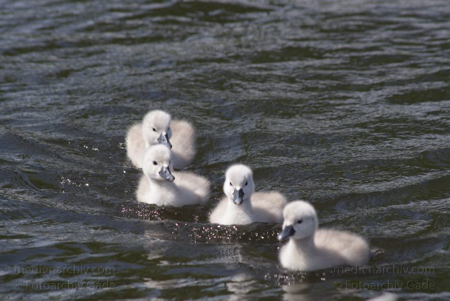 Schwan mit Küken. (Cygnini)
17. 5. 2014. Brandenburg. Hennigsdorf. Havel. Fauna. Tiere. Vogel. Vögel. Schwan mit Küken. (Cygnini)
Schlüsselwörter: Brandenburg;Cygnini;Fauna;Hennigsdorf;Küken;Schwan;Tiere;Vogel;2014;Vögel