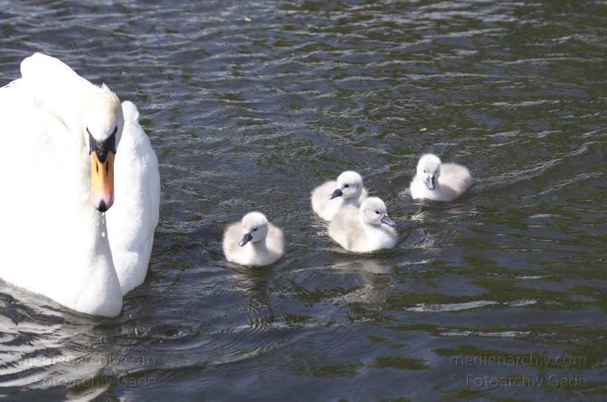 Schwan mit Küken. (Cygnini)
17. 5. 2014. Brandenburg. Hennigsdorf. Havel. Fauna. Tiere. Vogel. Vögel. Schwan mit Küken. (Cygnini)
Schlüsselwörter: Brandenburg;Cygnini;Fauna;Hennigsdorf;Küken;Schwan;Tiere;Vogel;2014;Vögel