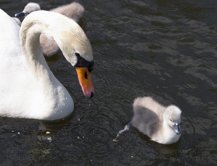 Schwan mit Küken. (Cygnini)
17. 5. 2014. Brandenburg. Hennigsdorf. Havel. Fauna. Tiere. Vogel. Vögel. Schwan mit Küken. (Cygnini)
Schlüsselwörter: Brandenburg;Cygnini;Fauna;Hennigsdorf;Küken;Schwan;Tiere;Vogel;2014;Vögel