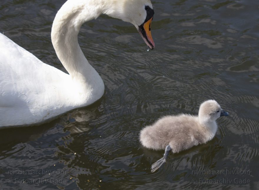 Schwan mit Küken. (Cygnini)
17. 5. 2014. Brandenburg. Hennigsdorf. Havel. Fauna. Tiere. Vogel. Vögel. Schwan mit Küken. (Cygnini)
Schlüsselwörter: Brandenburg;Cygnini;Fauna;Hennigsdorf;Küken;Schwan;Tiere;Vogel;2014;Vögel