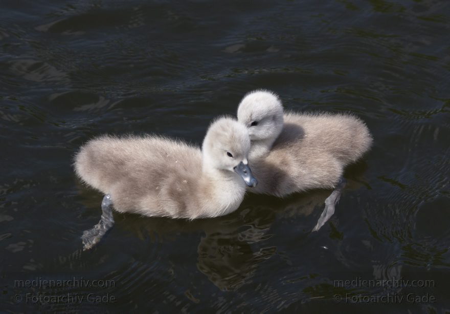 Schwan mit Küken. (Cygnini)
17. 5. 2014. Brandenburg. Hennigsdorf. Havel. Fauna. Tiere. Vogel. Vögel. Schwan mit Küken. (Cygnini)
Schlüsselwörter: Brandenburg;Cygnini;Fauna;Hennigsdorf;Küken;Schwan;Tiere;Vogel;2014;Vögel