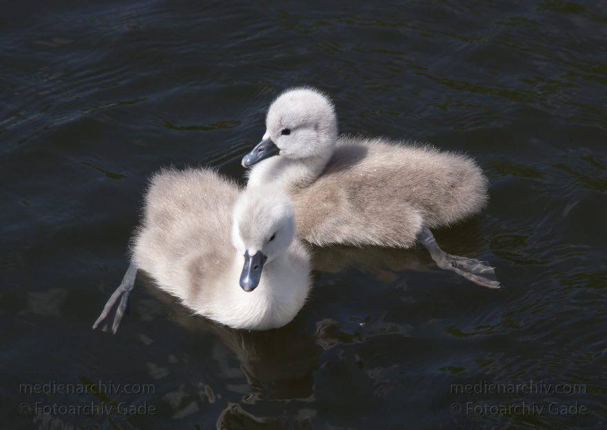 Schwan mit Küken. (Cygnini)
17. 5. 2014. Brandenburg. Hennigsdorf. Havel. Fauna. Tiere. Vogel. Vögel. Schwan mit Küken. (Cygnini)
Schlüsselwörter: Brandenburg;Cygnini;Fauna;Hennigsdorf;Küken;Schwan;Tiere;Vogel;2014;Vögel