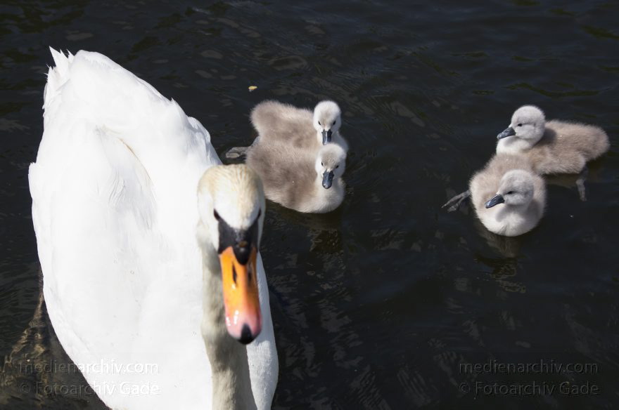 Schwan mit Küken. (Cygnini)
17. 5. 2014. Brandenburg. Hennigsdorf. Havel. Fauna. Tiere. Vogel. Vögel. Schwan mit Küken. (Cygnini)
Schlüsselwörter: Brandenburg;Cygnini;Fauna;Hennigsdorf;Küken;Schwan;Tiere;Vogel;2014;Vögel