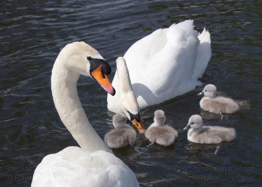 Schwan mit Küken. (Cygnini)
17. 5. 2014. Brandenburg. Hennigsdorf. Havel. Fauna. Tiere. Vogel. Vögel. Schwan mit Küken. (Cygnini)
Schlüsselwörter: Brandenburg;Cygnini;Fauna;Hennigsdorf;Küken;Schwan;Tiere;Vogel;2014;Vögel