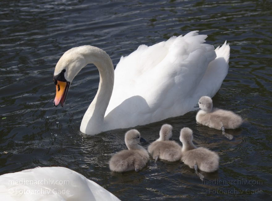 Schwan mit Küken. (Cygnini)
17. 5. 2014. Brandenburg. Hennigsdorf. Havel. Fauna. Tiere. Vogel. Vögel. Schwan mit Küken. (Cygnini)
Schlüsselwörter: Brandenburg;Cygnini;Fauna;Hennigsdorf;Küken;Schwan;Tiere;Vogel;2014;Vögel
