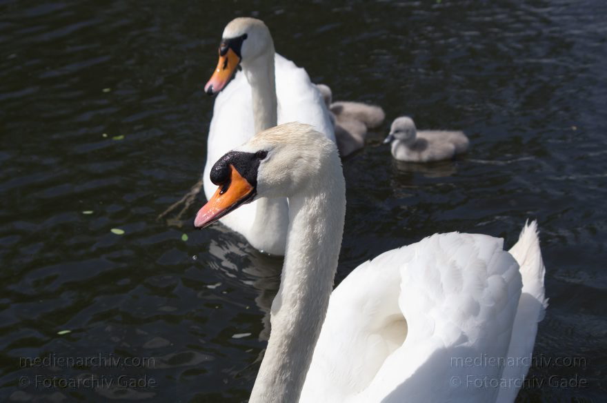 Schwan mit Küken. (Cygnini)
17. 5. 2014. Brandenburg. Hennigsdorf. Havel. Fauna. Tiere. Vogel. Vögel. Schwan mit Küken. (Cygnini)
Schlüsselwörter: Brandenburg;Cygnini;Fauna;Hennigsdorf;Küken;Schwan;Tiere;Vogel;2014;Vögel