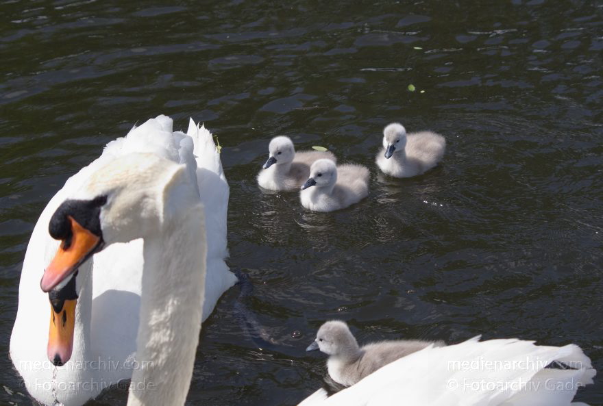 Schwan mit Küken. (Cygnini)
17. 5. 2014. Brandenburg. Hennigsdorf. Havel. Fauna. Tiere. Vogel. Vögel. Schwan mit Küken. (Cygnini)
Schlüsselwörter: Brandenburg;Cygnini;Fauna;Hennigsdorf;Küken;Schwan;Tiere;Vogel;2014;Vögel